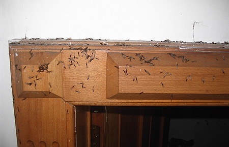 20070429085150-1.jpg